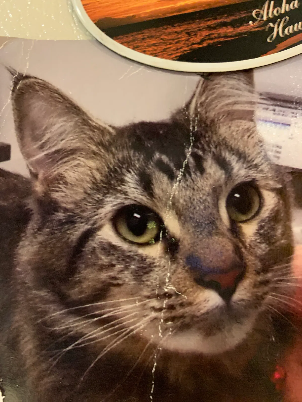 Lost cat in Troutdale, OR, 97060