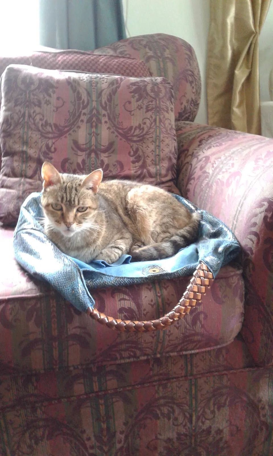 Lost cat in New Orleans, LA, 70118