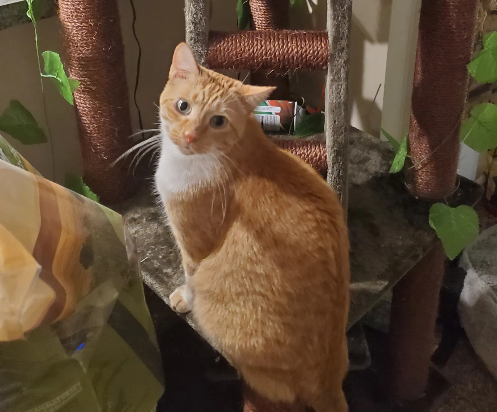 Lost cat in Columbus, OH, 43235