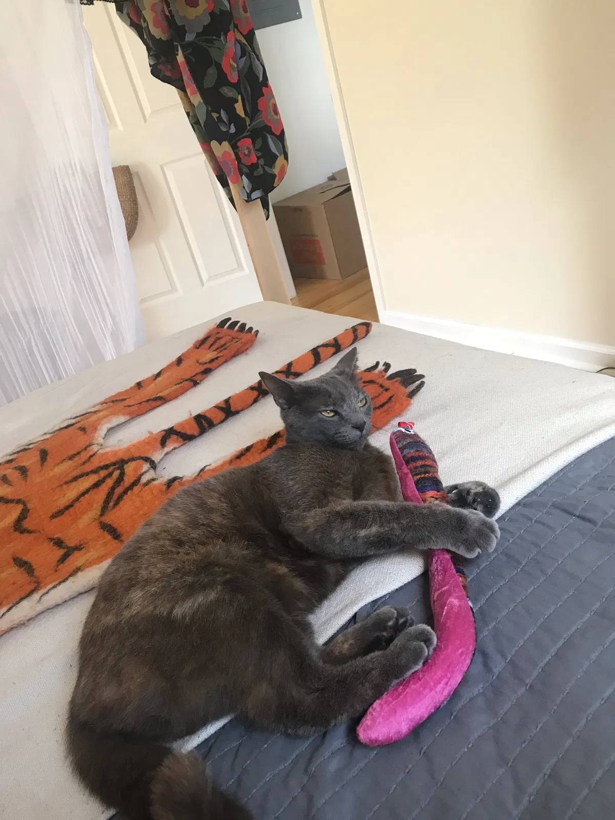 Lost cat in New Orleans, LA, 70117
