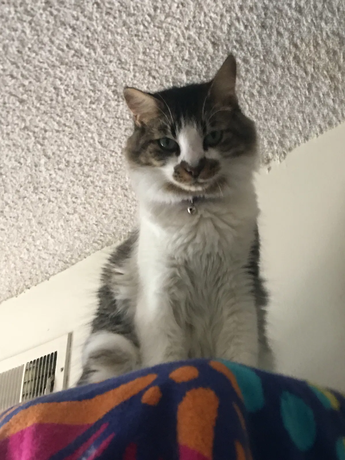 Lost cat in Carlsbad, CA, 92009