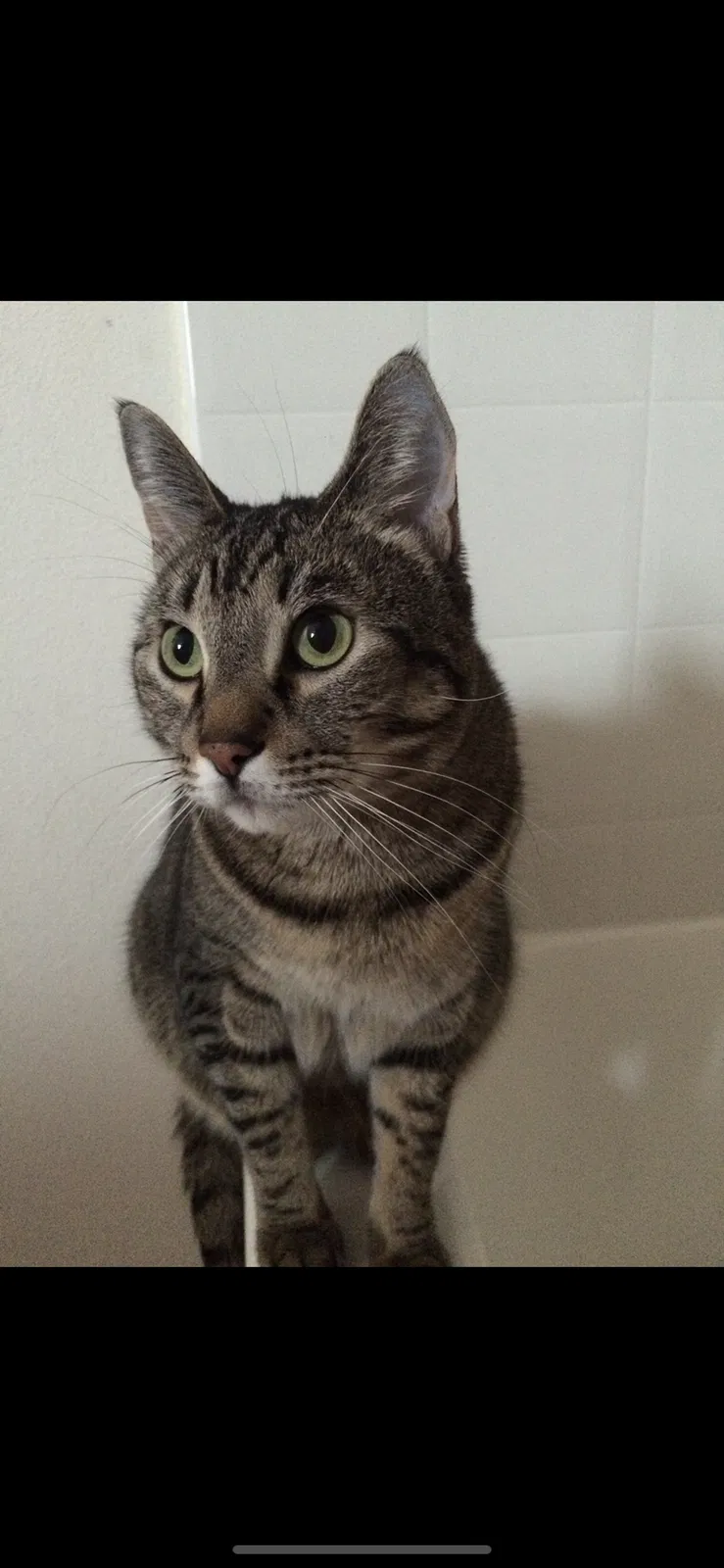 Lost cat in Lake Stevens, WA, 98258