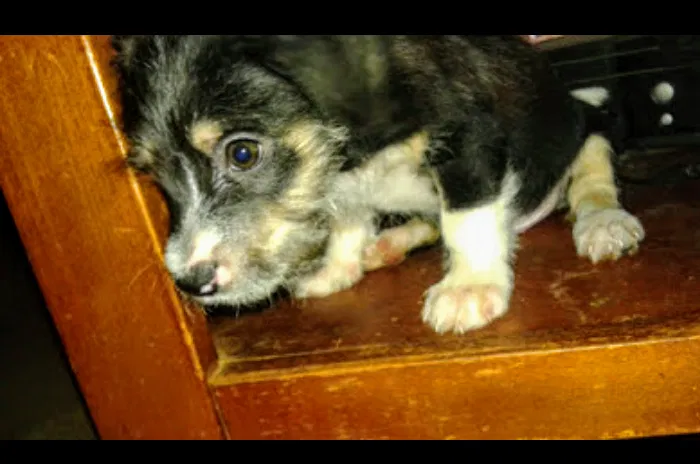 Lost dog in Chula Vista, CA, 91910