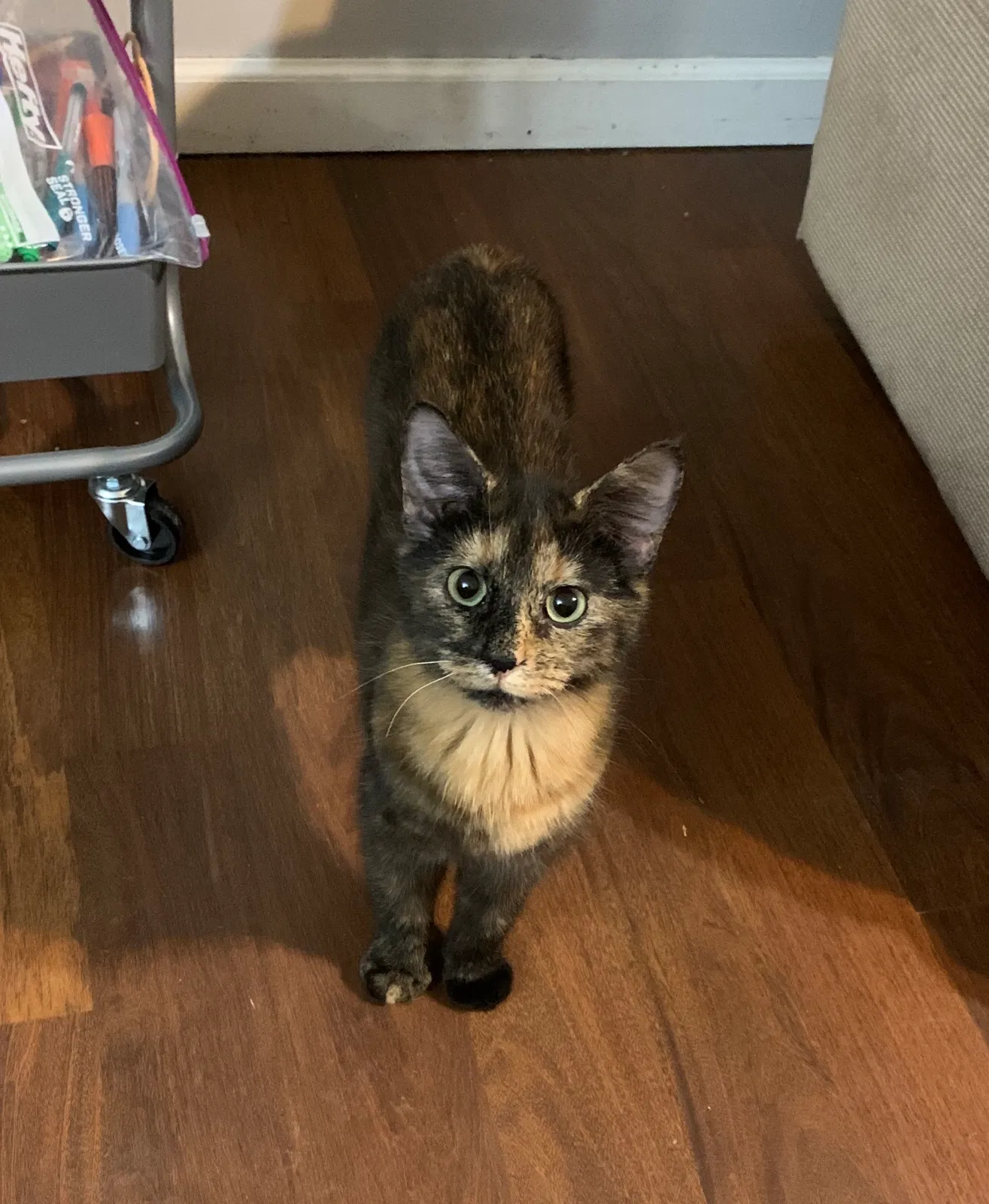 Lost cat in Pataskala, OH, 43062