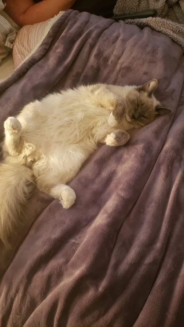 Lost cat in West Jordan, UT, 84084