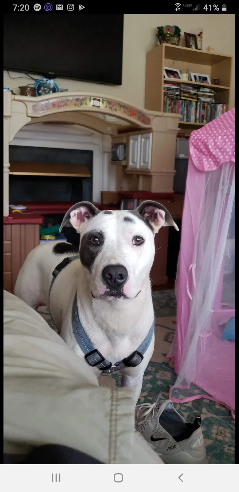 Lost dog in Pelzer, SC, 29669