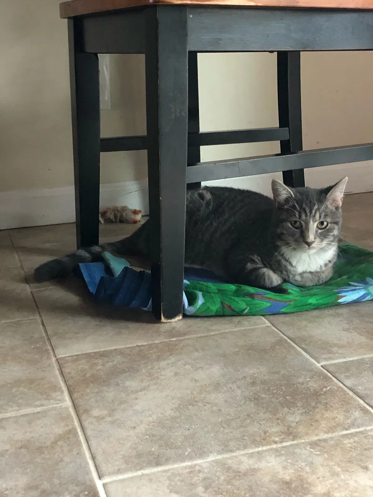 Lost cat in Schenectady, NY, 12309