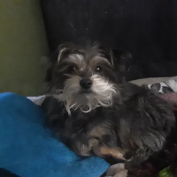 Lost dog in Panorama City, CA, 91402