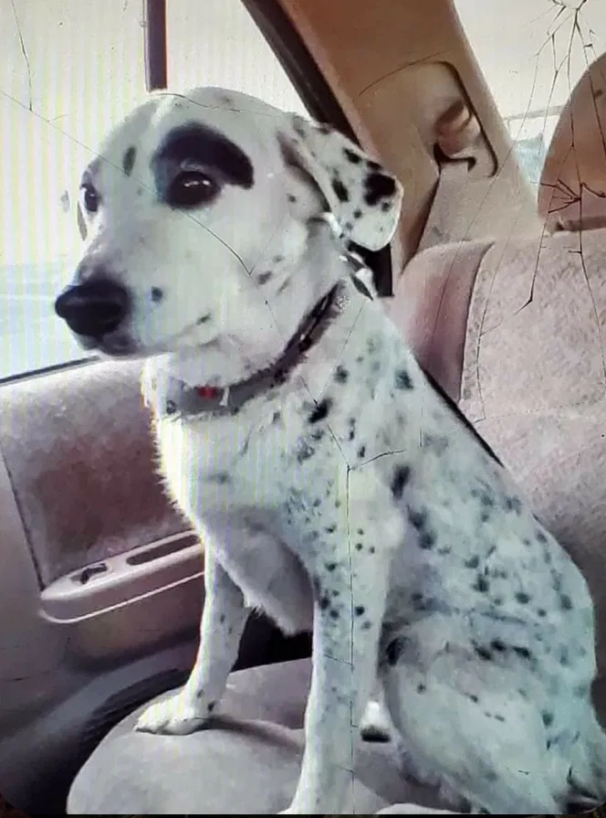 Lost dog in El Paso, TX, 79907