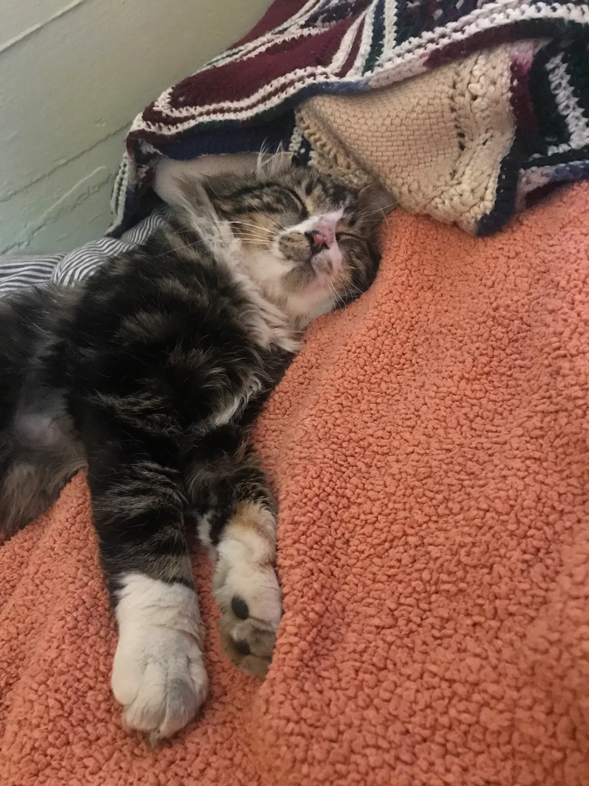 Lost cat in Seattle, WA, 98103