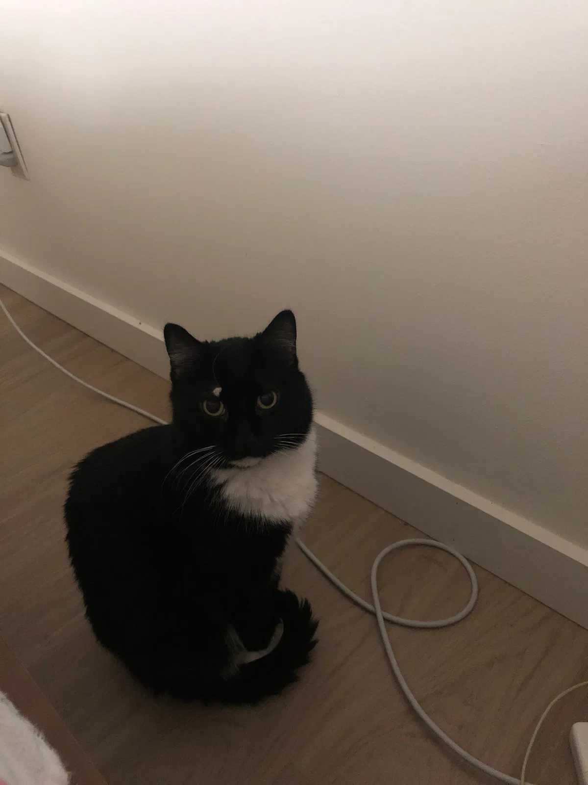 Lost cat in Seattle, WA, 98101