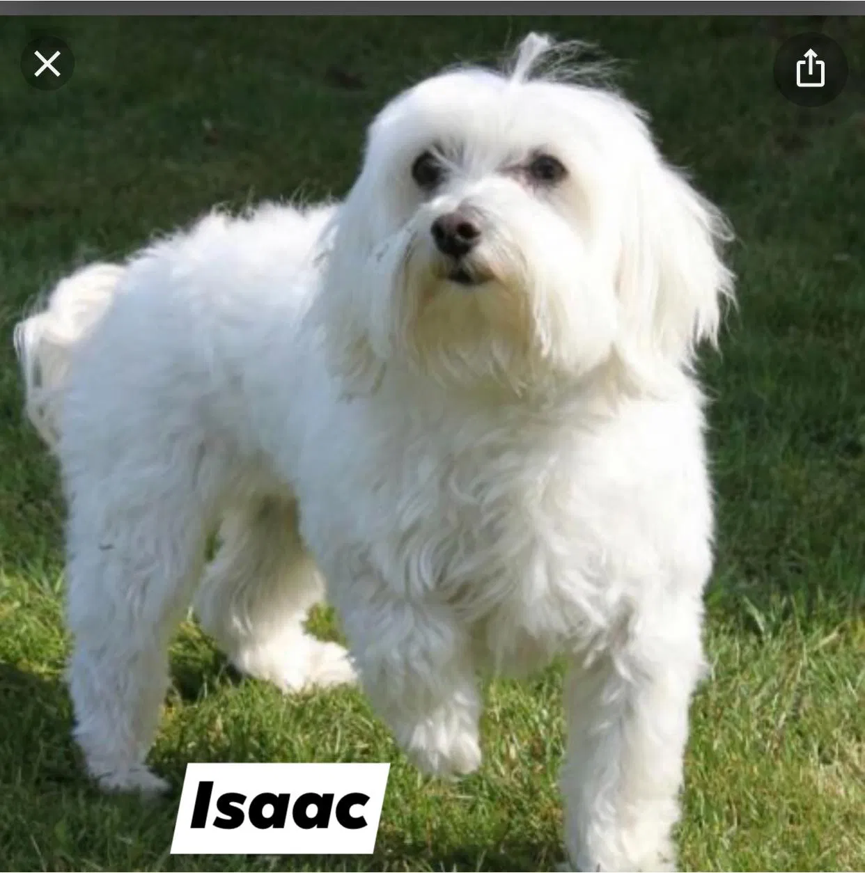 Lost dog in Dayton, OH, 45404