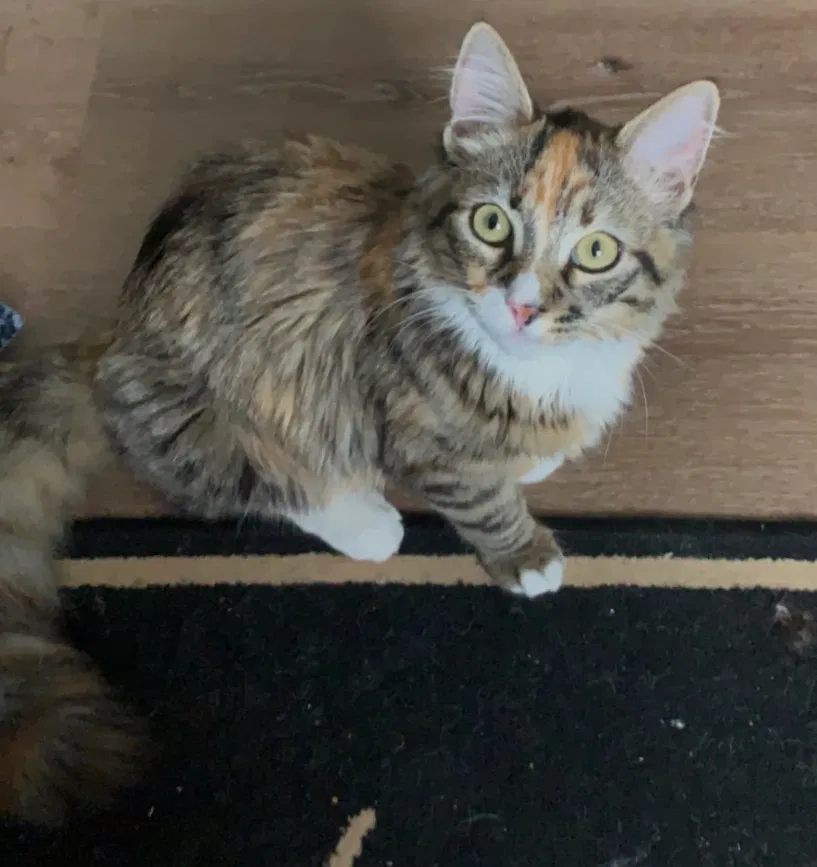 Lost cat in San Diego, CA, 92119