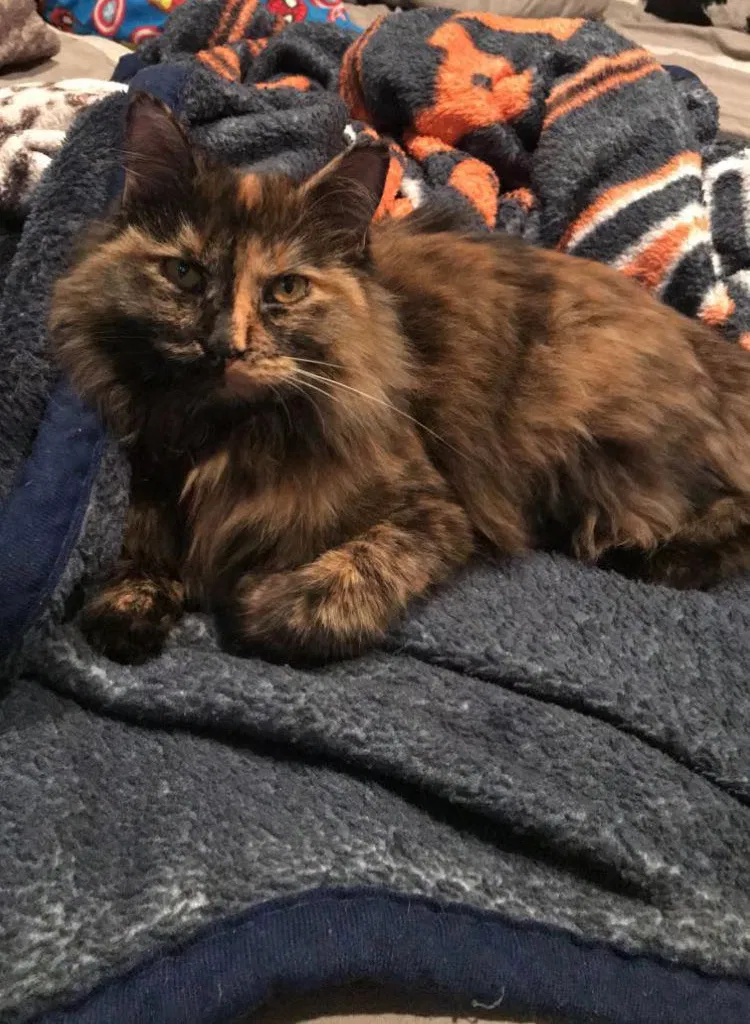 Lost cat in Chicago, IL, 60639