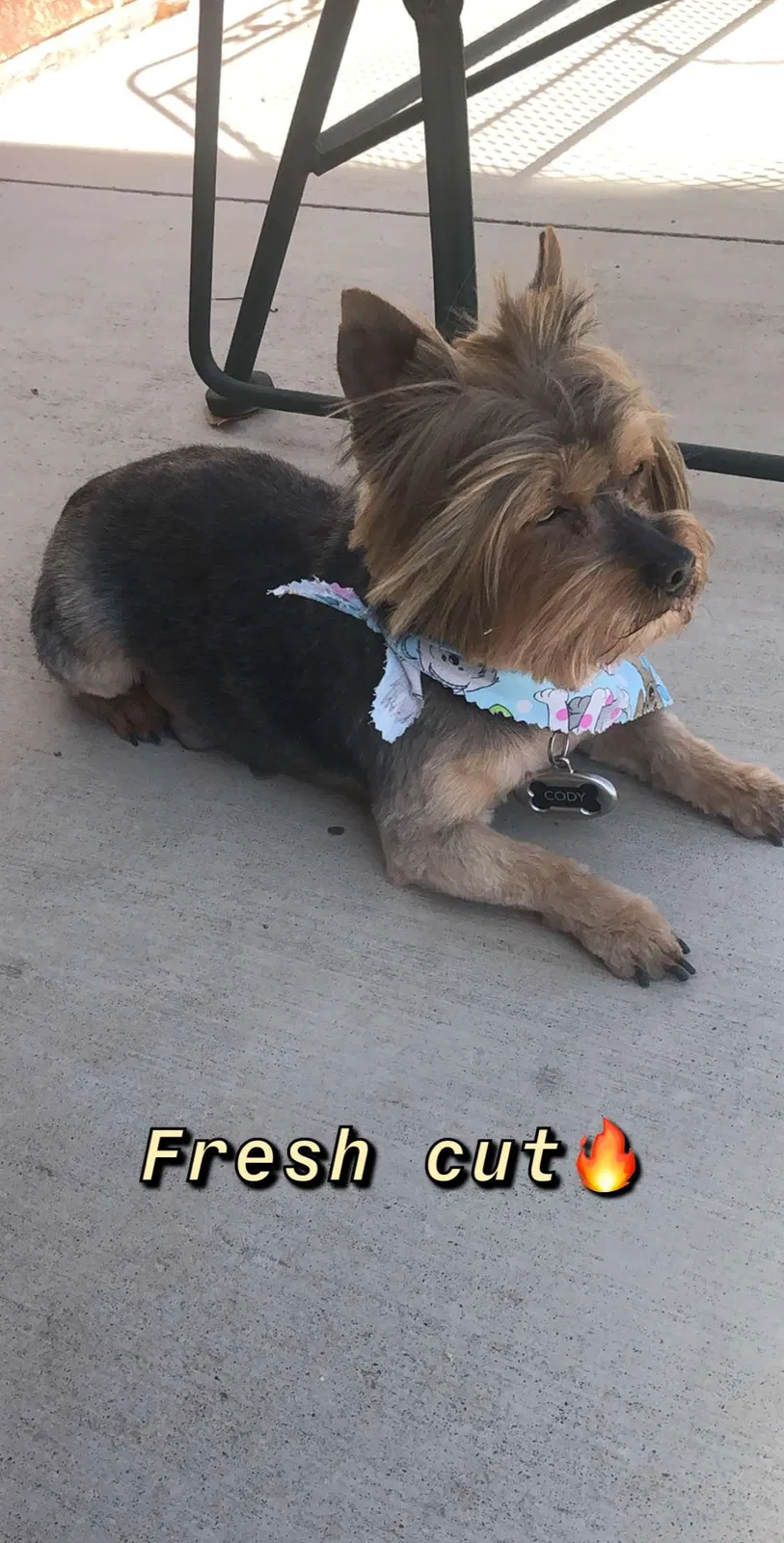 Lost dog in Beggs, OK, 74421