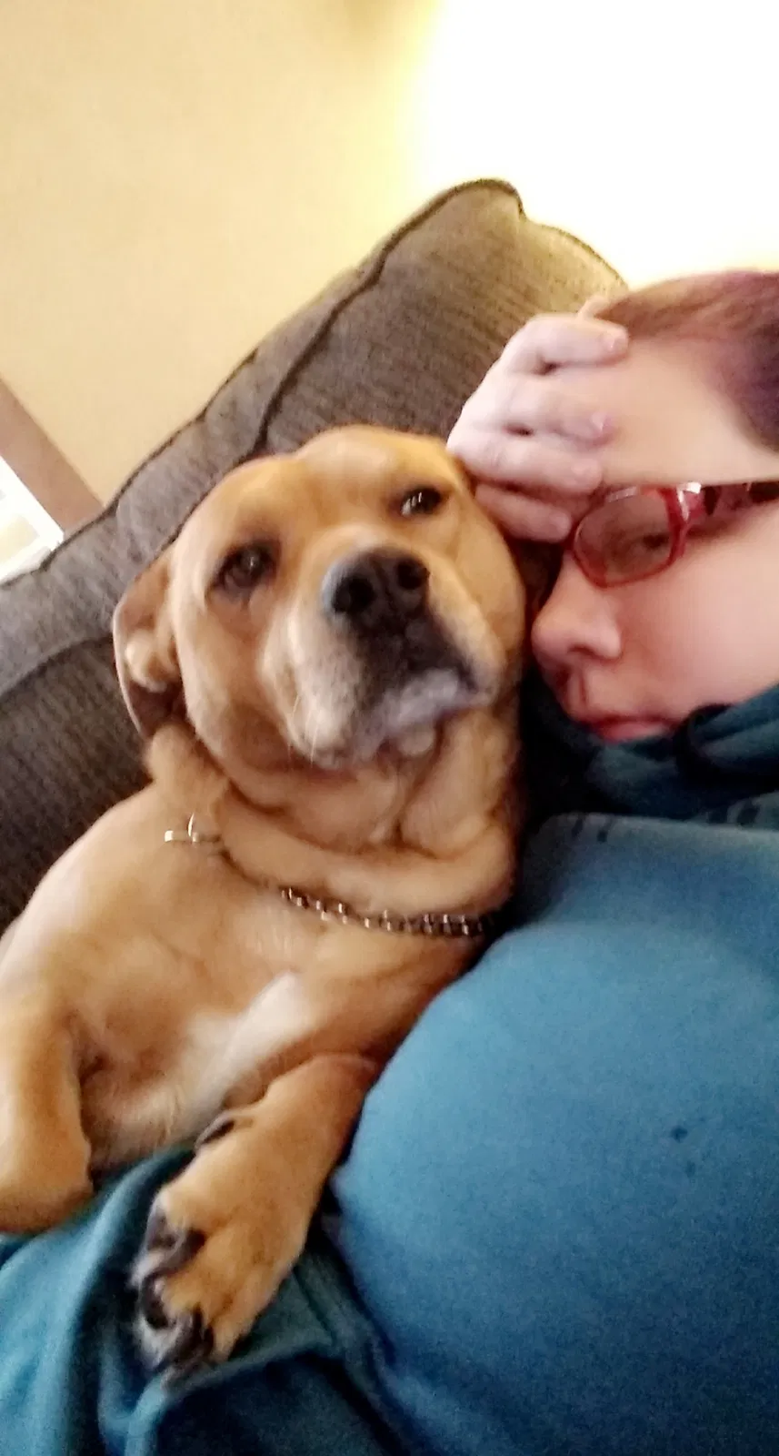 Lost dog in Toledo, OH, 43607