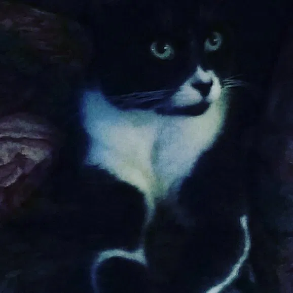 Lost cat in Costa Mesa, CA, 92626