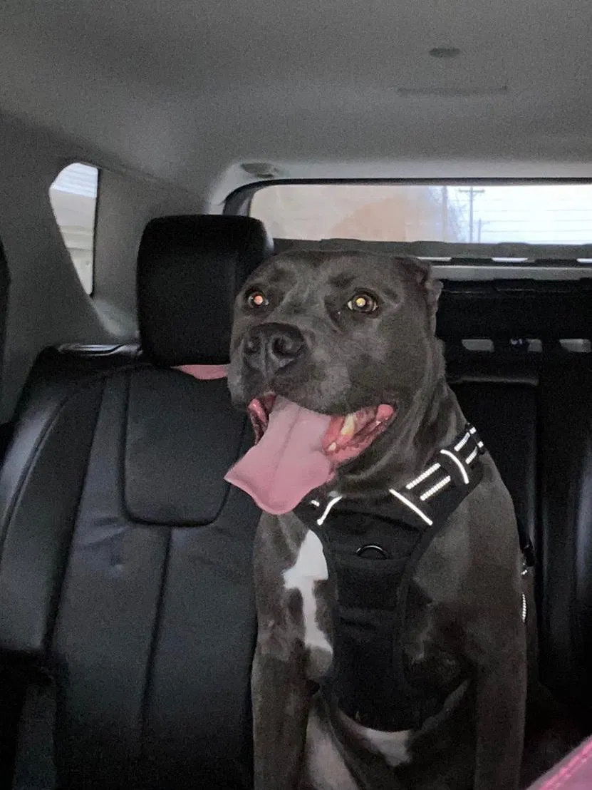 Lost dog in Greensboro, NC, 27406