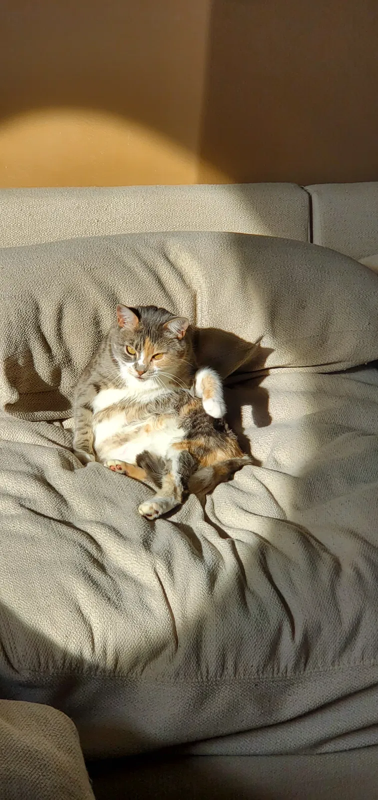 Lost cat in Katy, TX, 77449