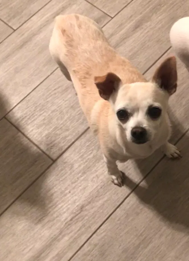 Lost dog in Glendale, AZ, 85304