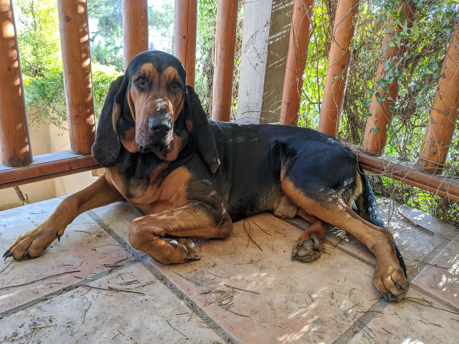 Lost dog in Gilbert, AZ, 85233