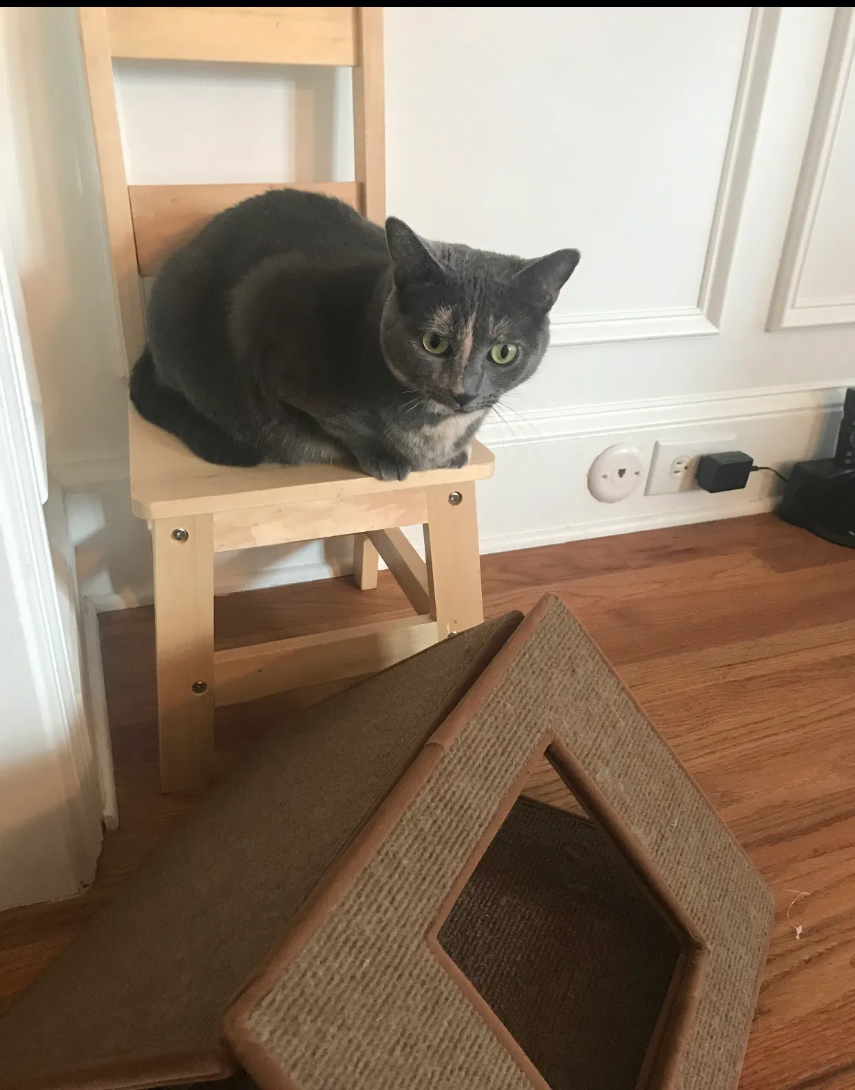 Lost cat in Acworth, GA, 30102