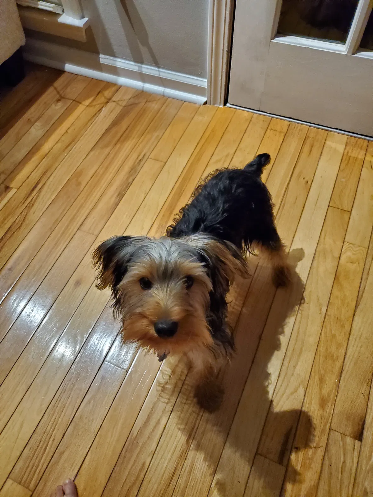 Lost dog in Lawrenceville, GA, 30044
