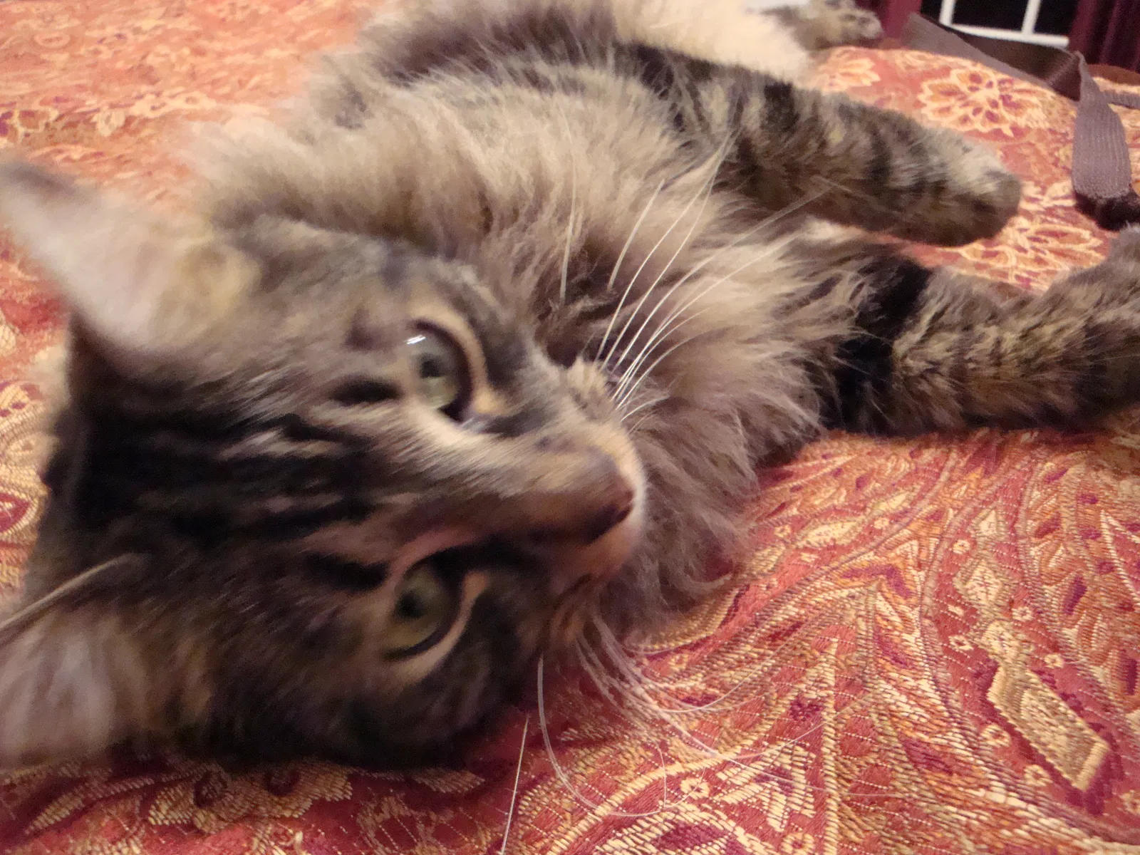 Lost cat in Suwanee, GA, 30024
