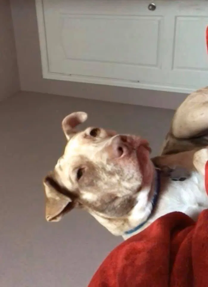 Lost dog in Richmond, TX, 77469