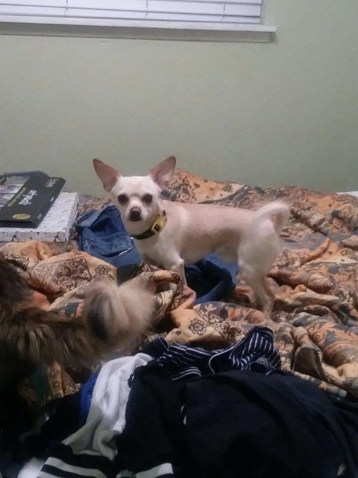 Lost dog in Sacramento, CA, 95838