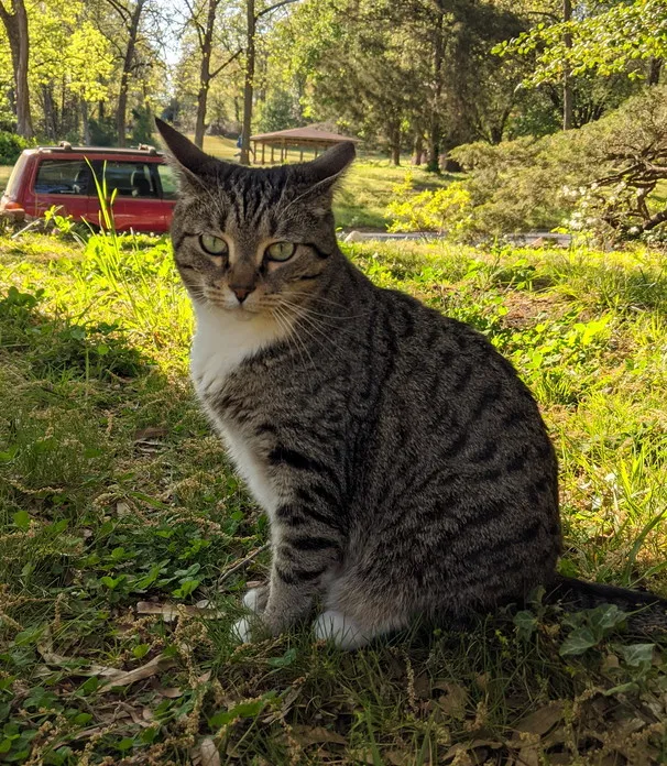 Lost cat in Durham, NC, 27707