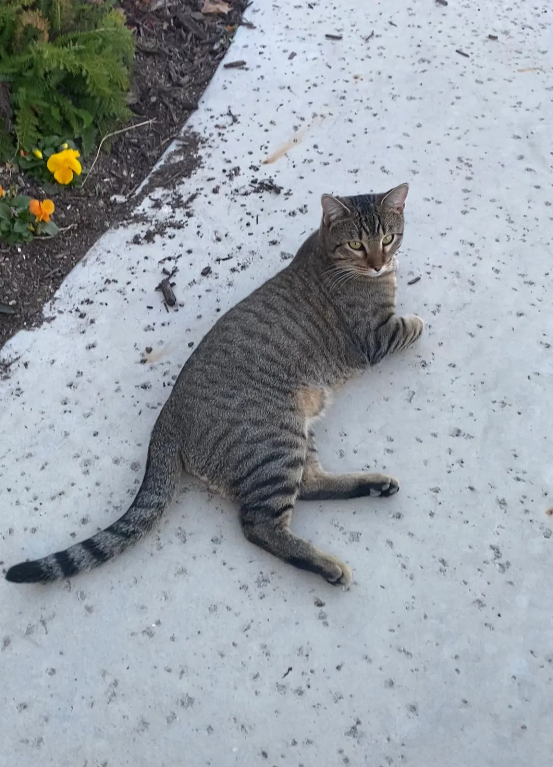 Lost cat in Fort Worth, TX, 76126