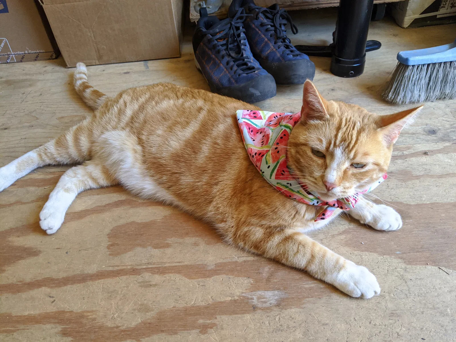 Lost cat in Tucson, AZ, 85715