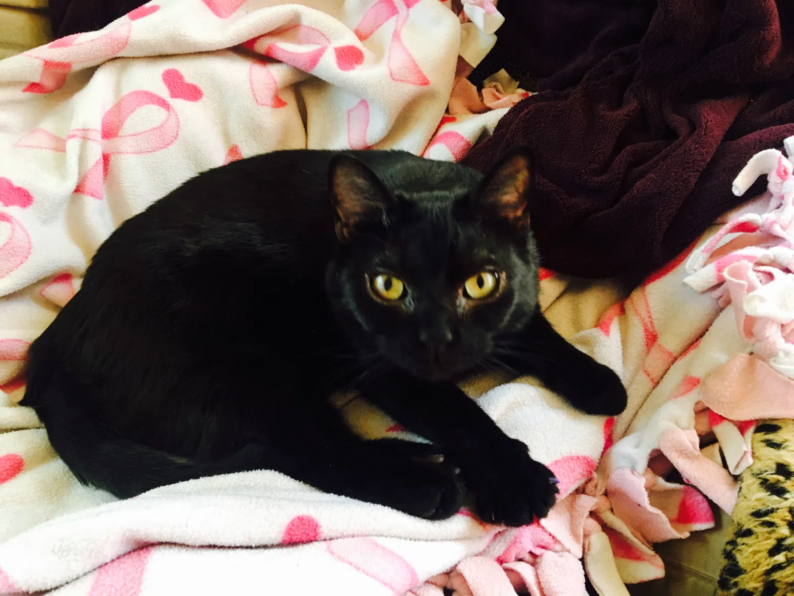 Lost cat in Cincinnati, OH, 45208
