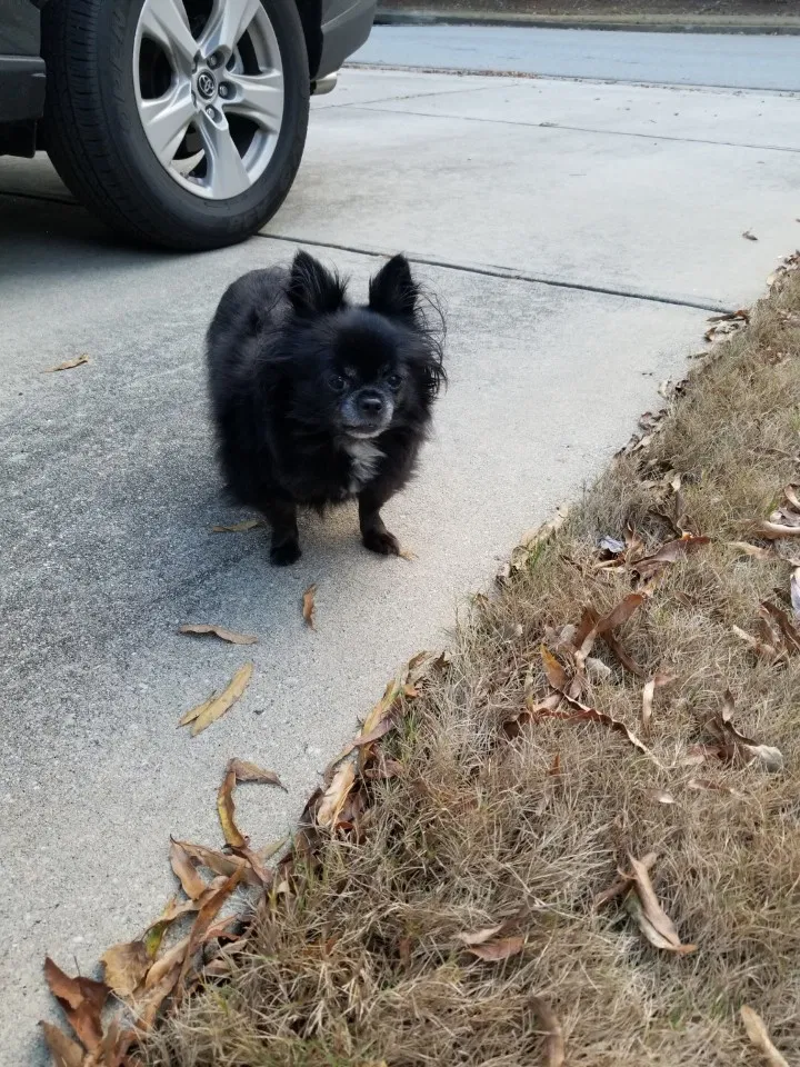 Lost dog in Duluth, GA, 30096