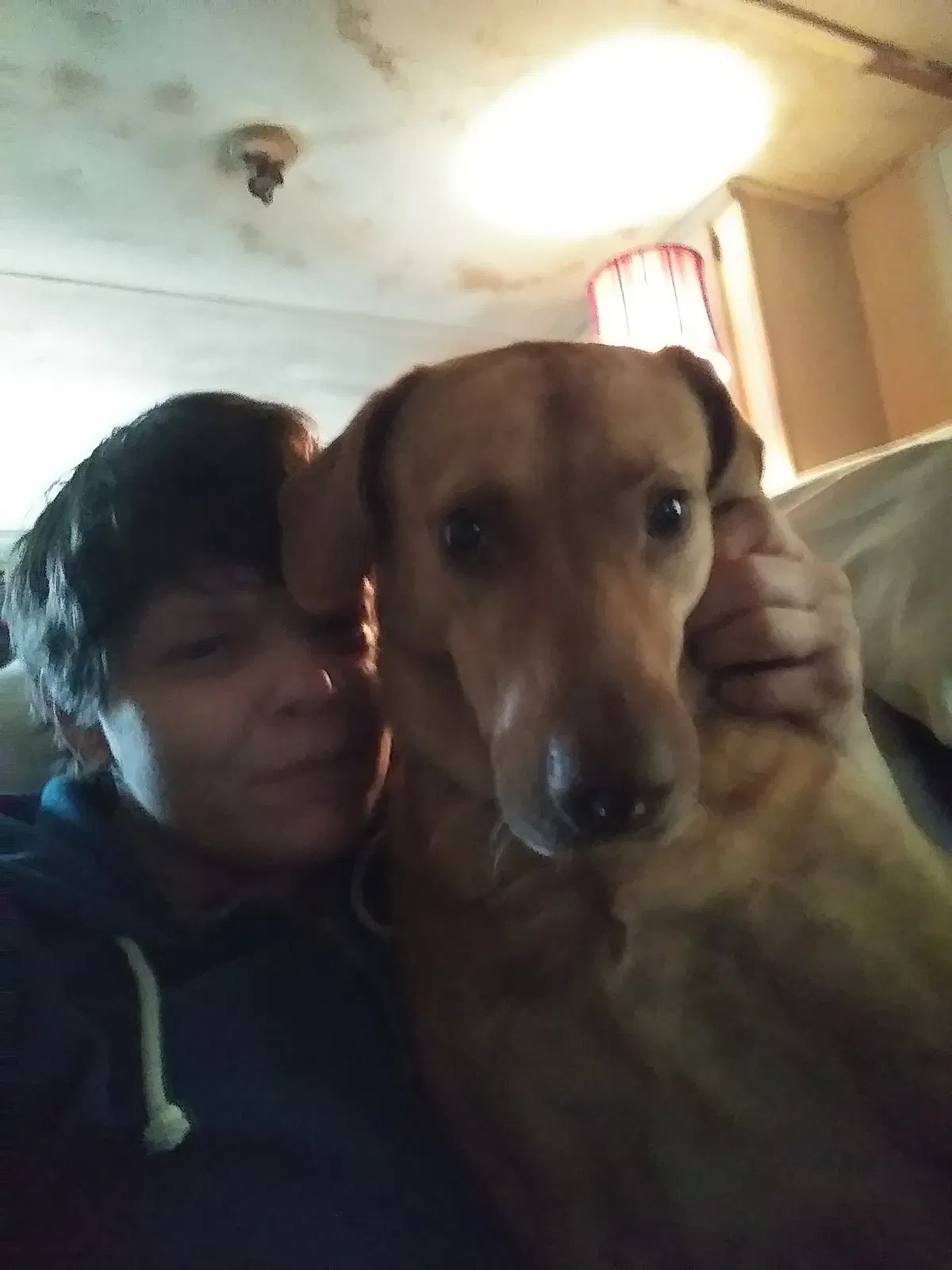 Lost dog in Alexander, AR, 72002