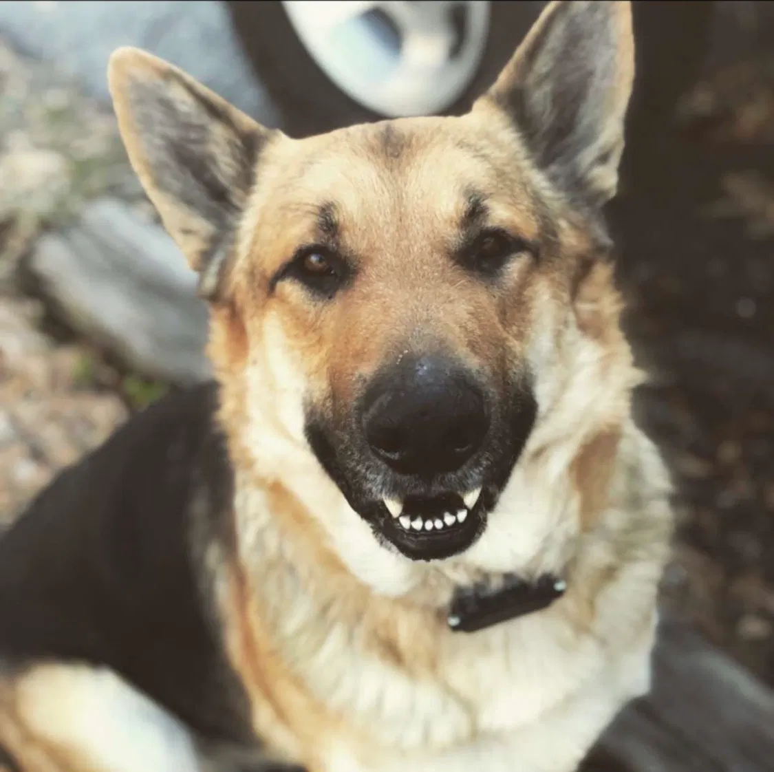 Lost dog in Lexington, SC, 29073