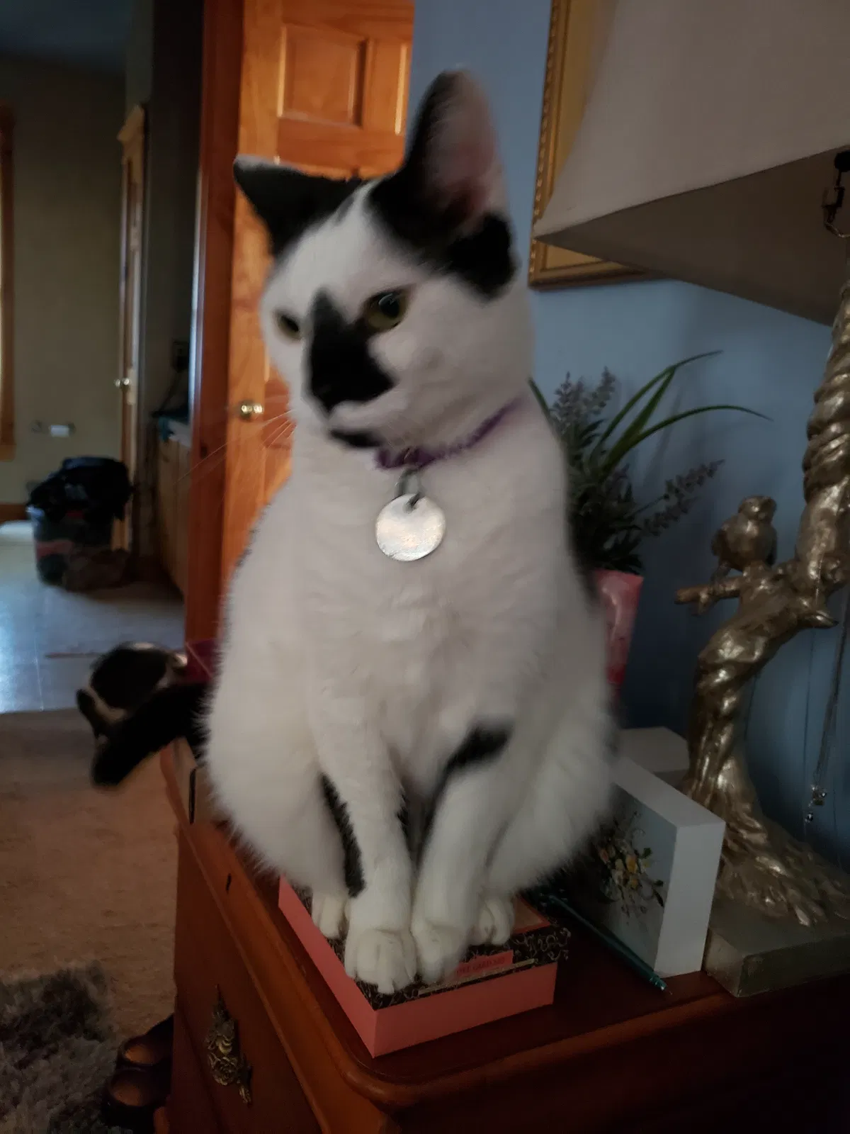 Lost cat in Browns Summit, NC, 27214