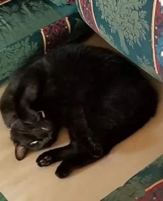 Lost cat in Mesa, AZ, 85204