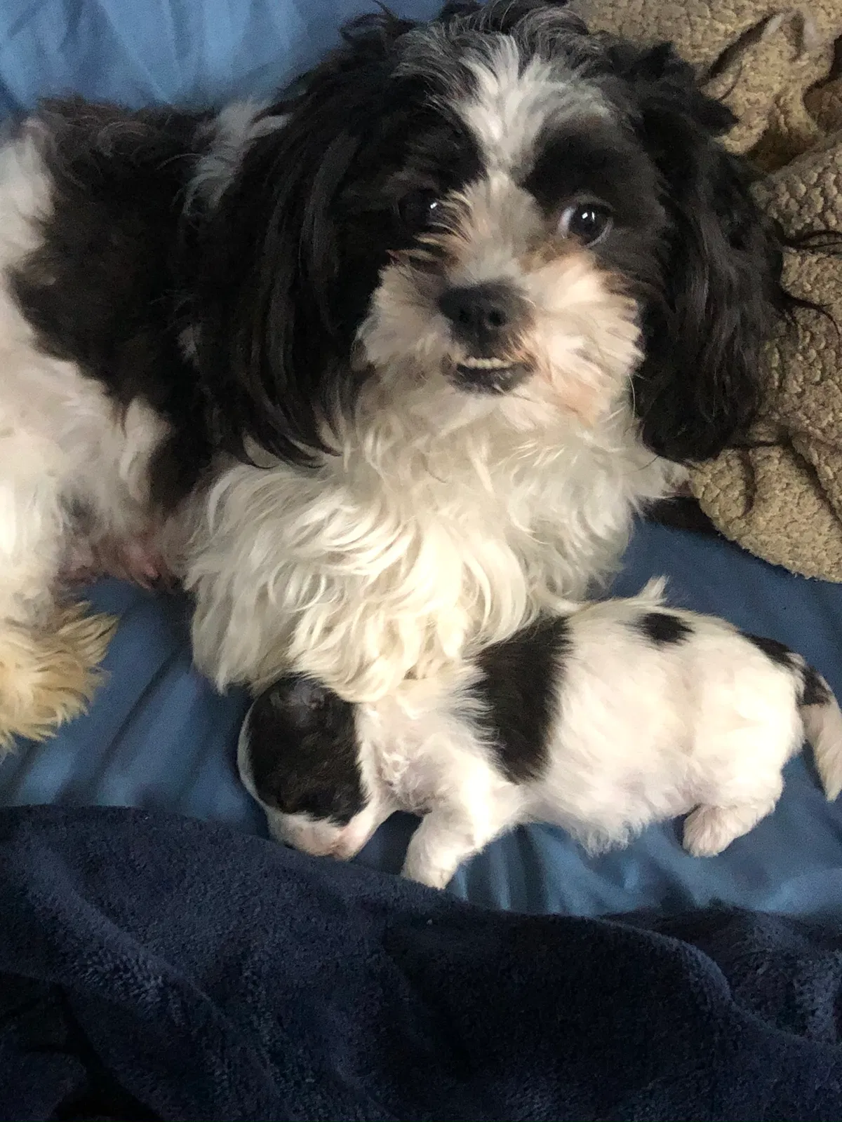 Lost dog in Huntington Park, CA, 90255