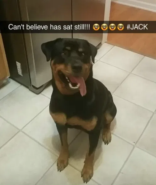 Lost dog in Mc Leansville, NC, 27301