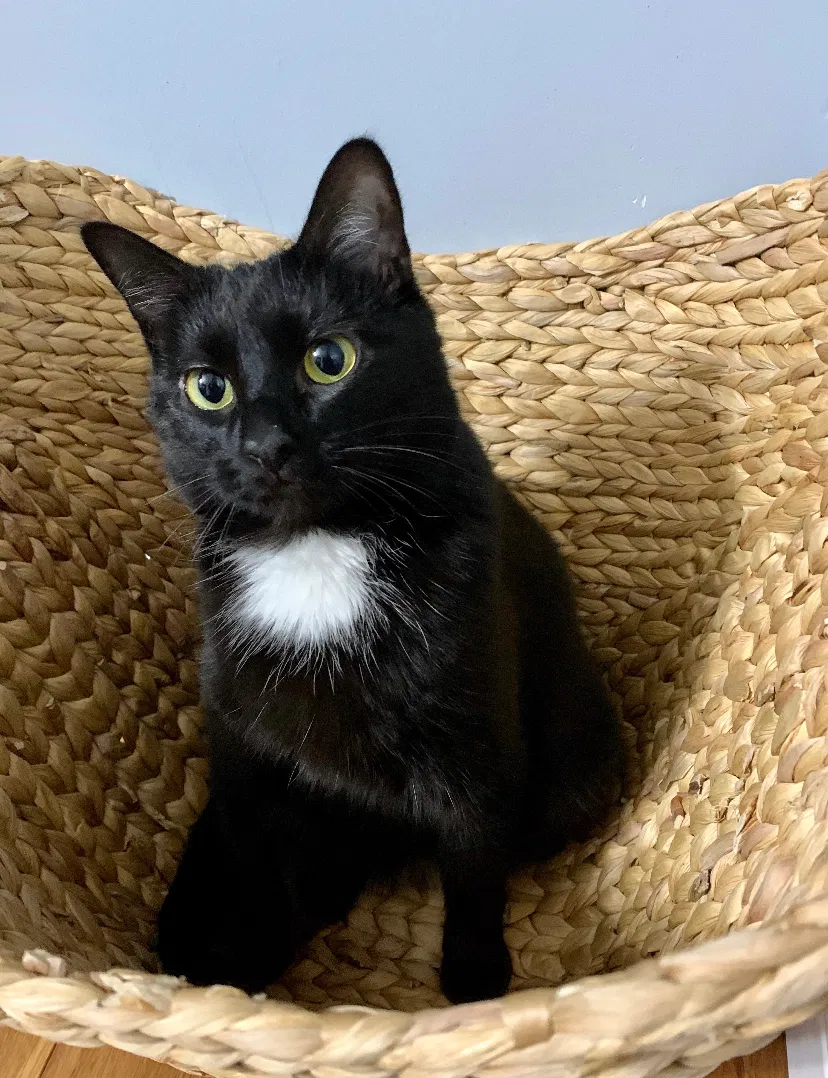 Lost cat in Cincinnati, OH, 45205