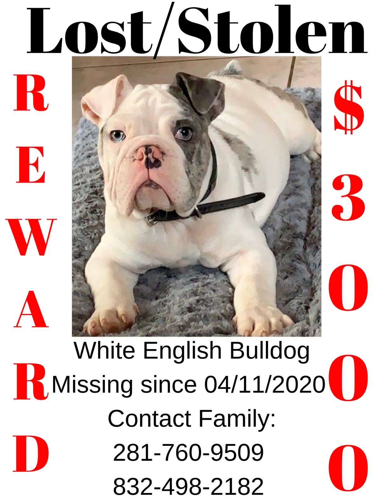 Lost dog in Cypress, TX, 77433