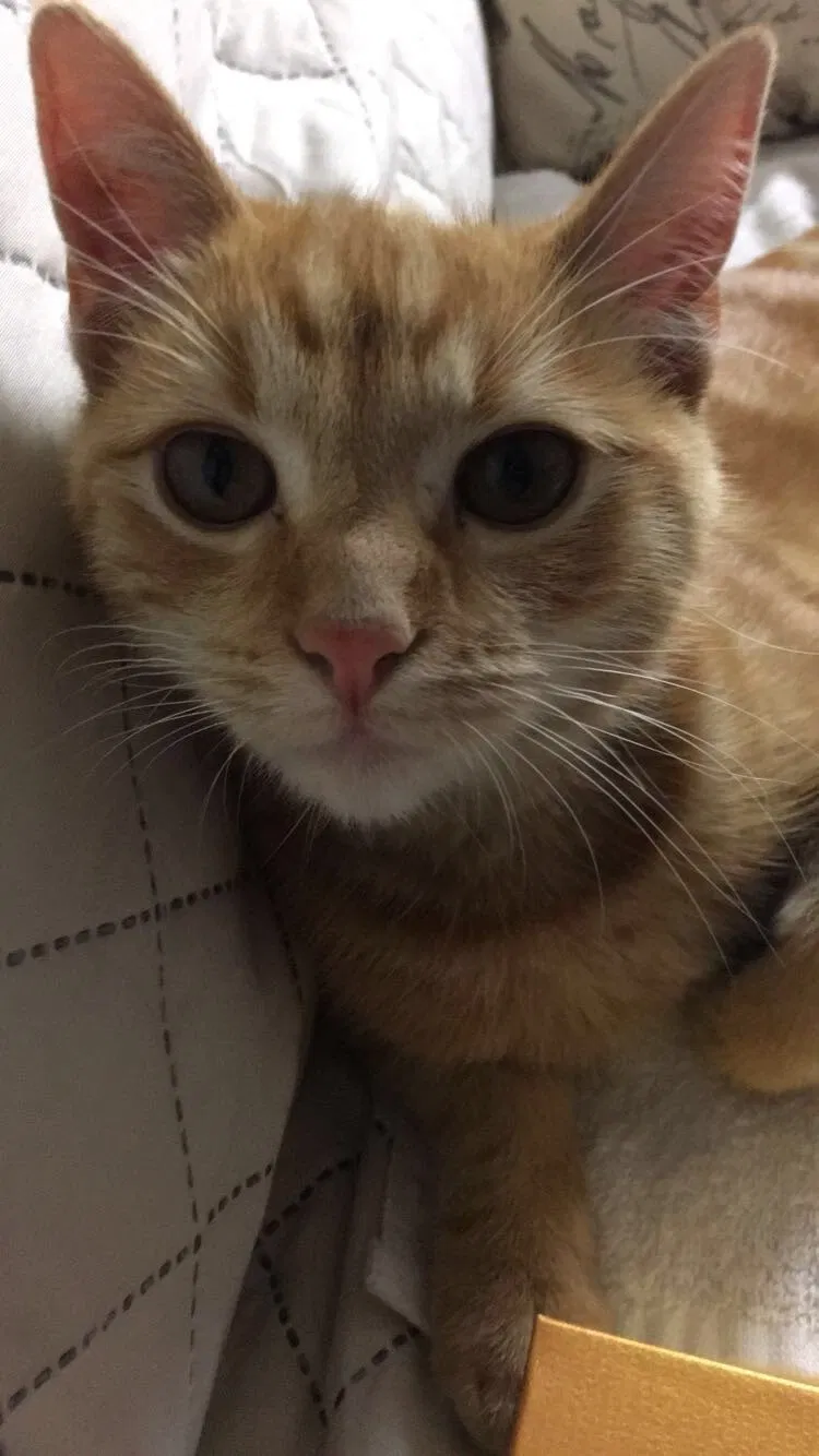 Lost cat in El Monte, CA, 91731