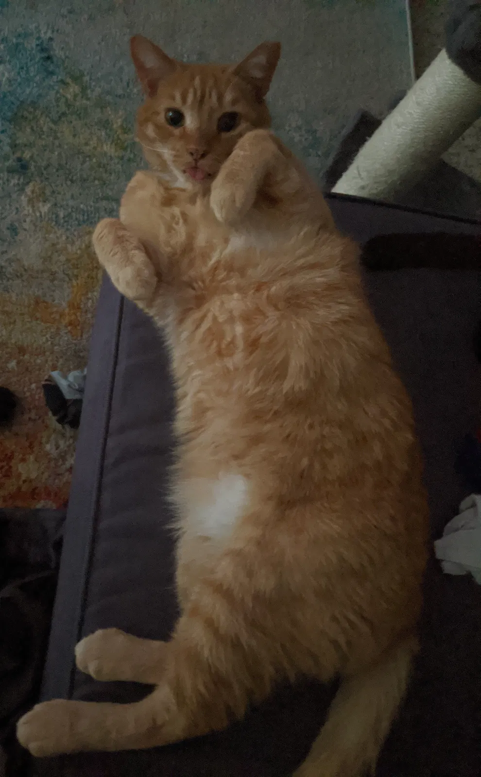 Lost cat in Phoenix, AZ, 85007