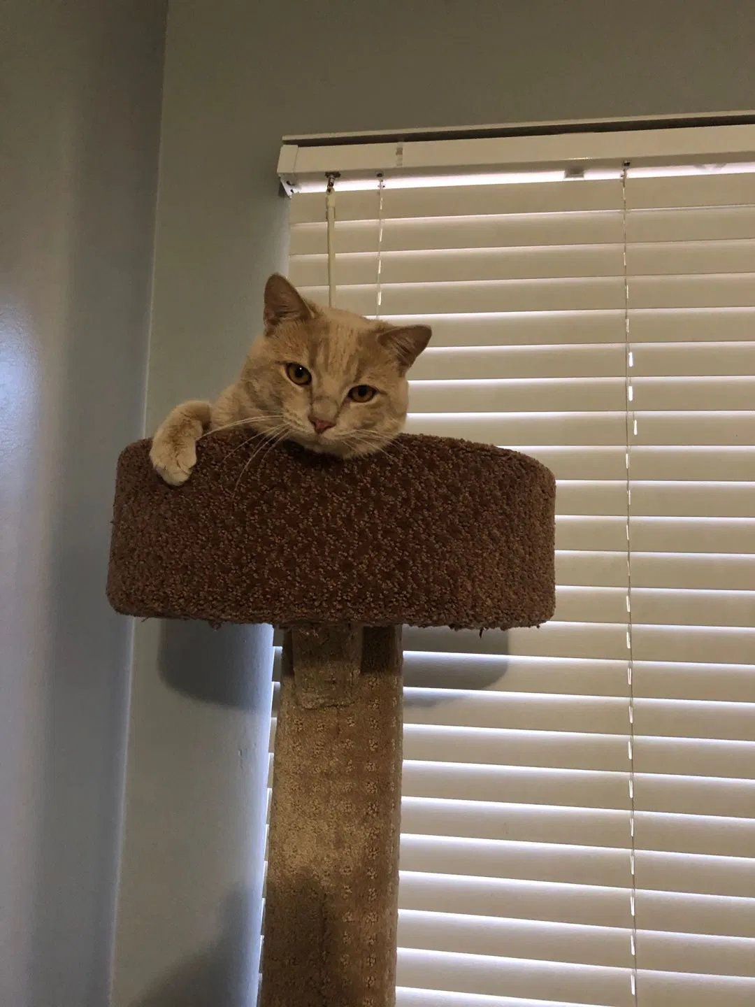 Lost cat in Dayton, OH, 45458