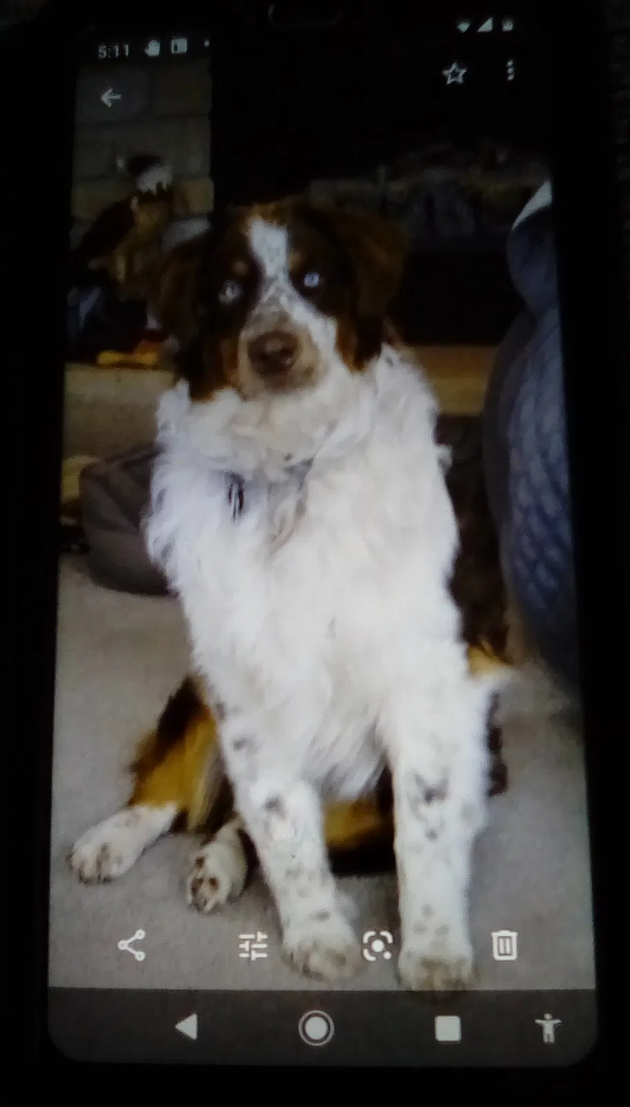 Lost dog in Browerville, MN, 56438
