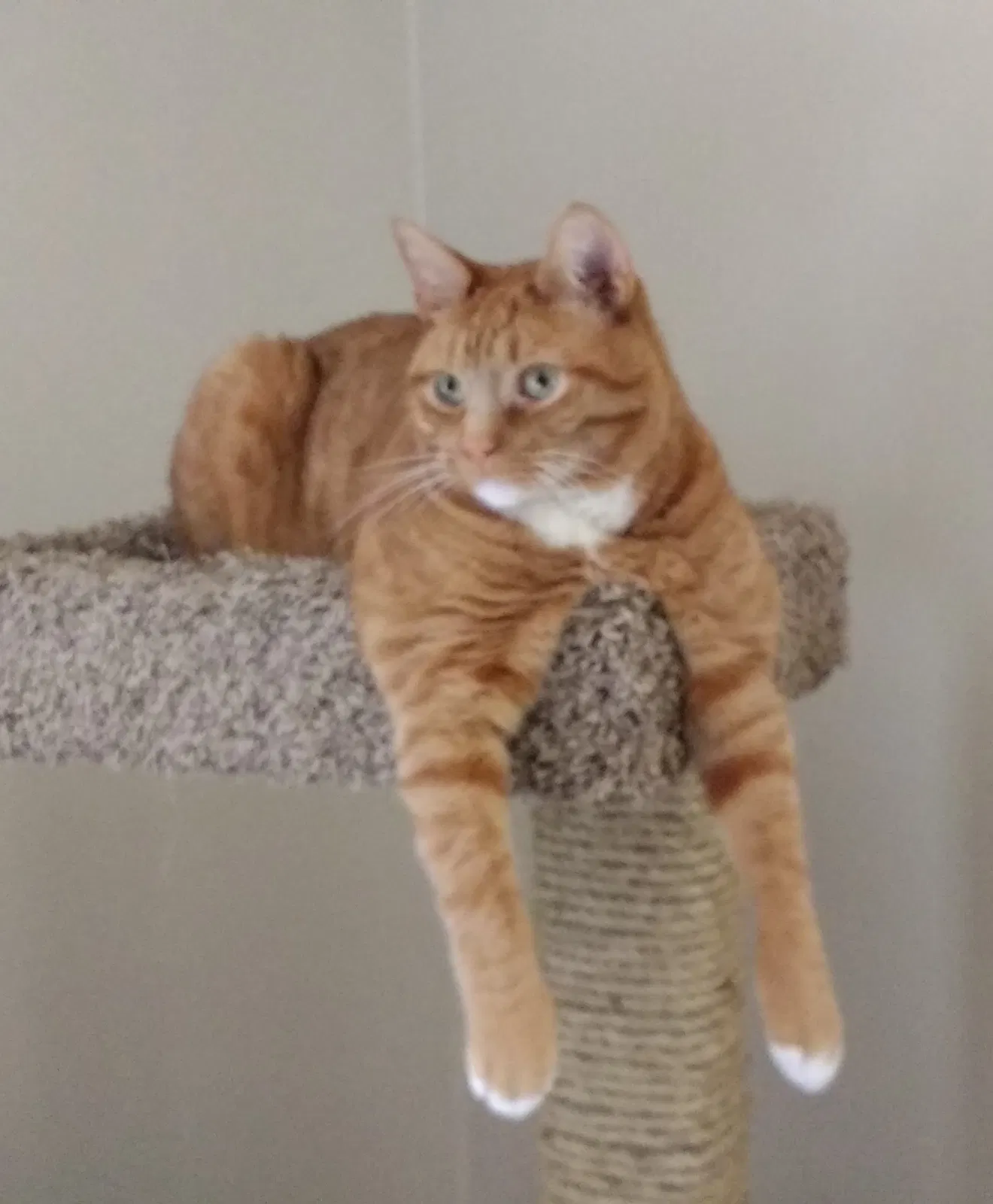 Lost cat in Averill Park, NY, 12018