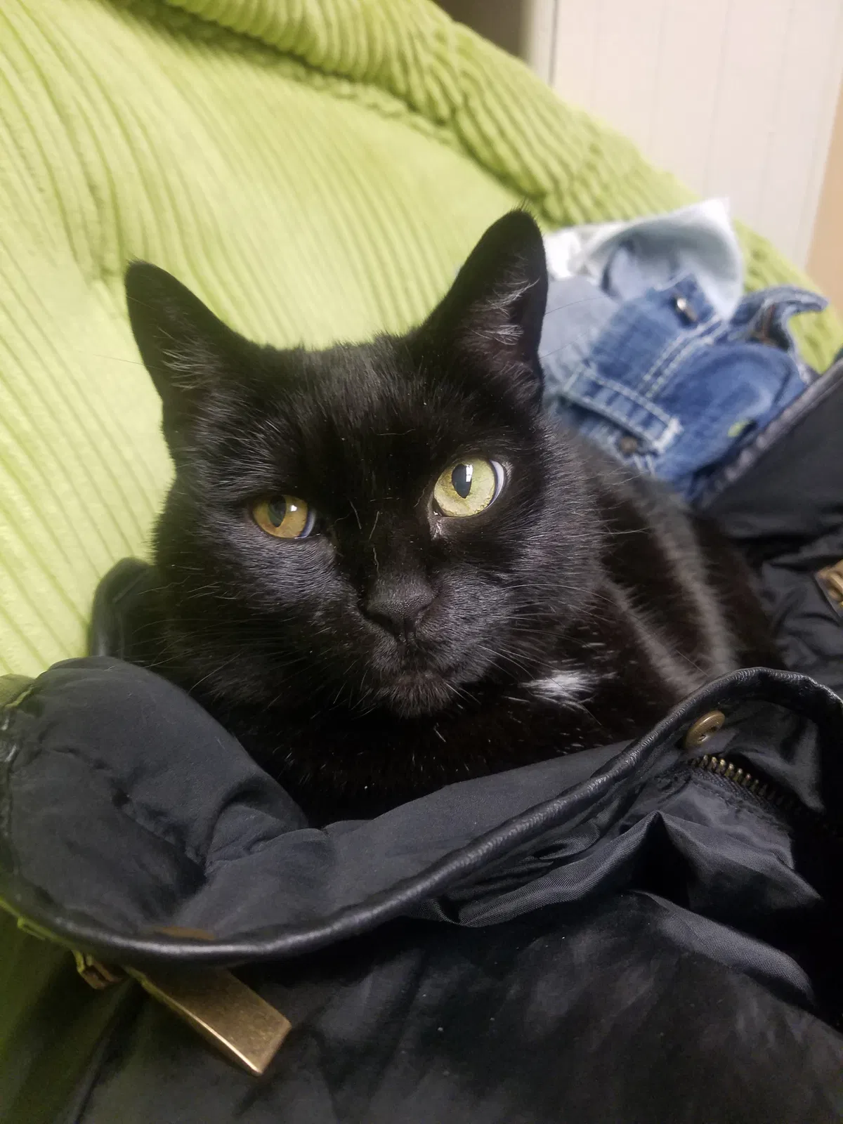Lost cat in Elk River, MN, 55330