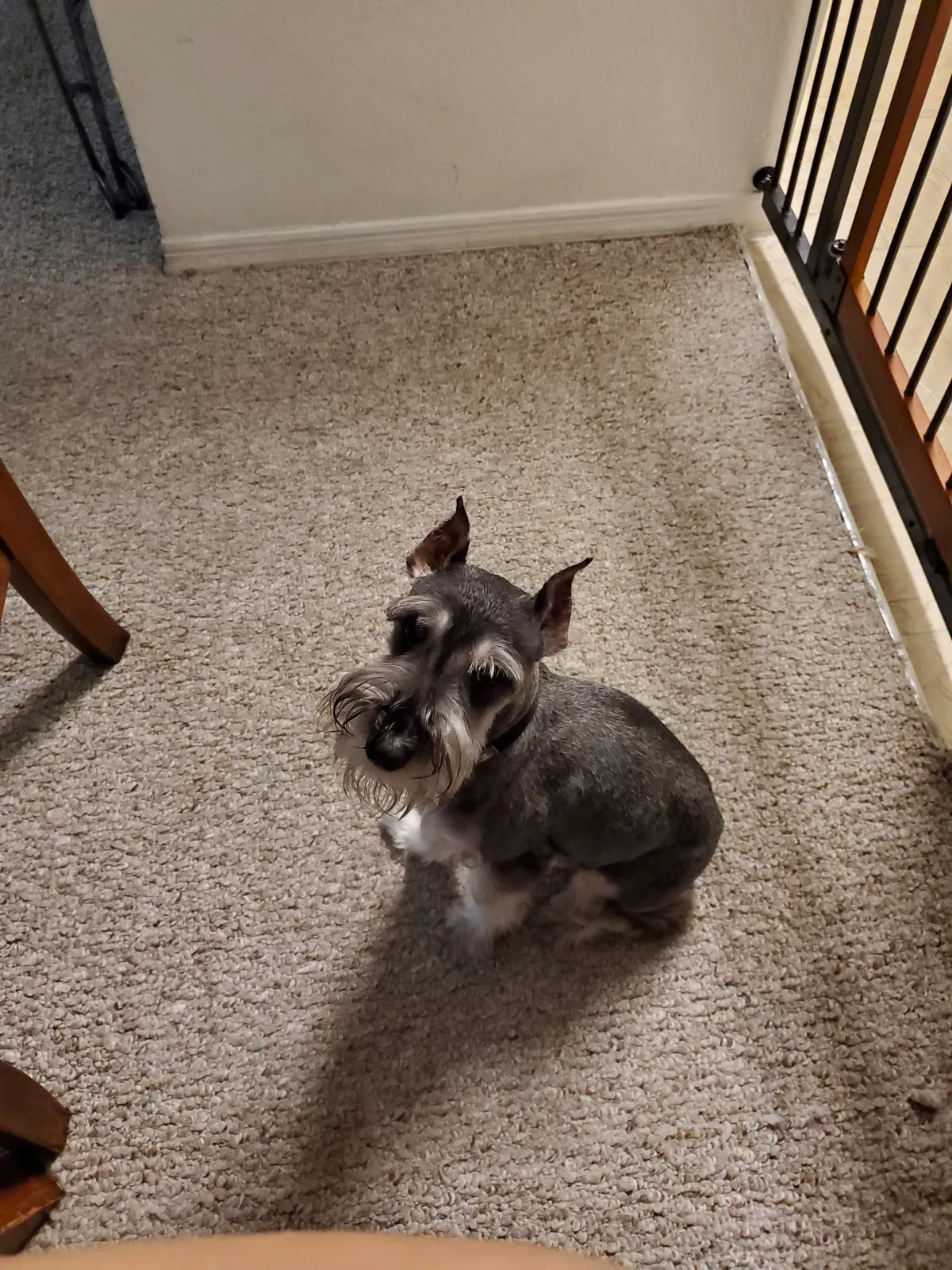 Lost dog in Orlando, FL, 32812